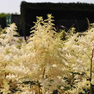 Astilbe x arendsii 'Brautschleier'  White ---